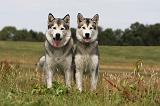 ALASKAN MALAMUTE 689